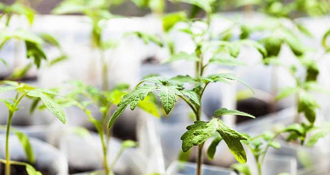 番茄生长需要哪些环境条件？其生长特点是什么？