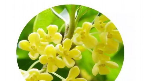 桂花的寓意和象征风水是什么？如何在家居风水中运用？