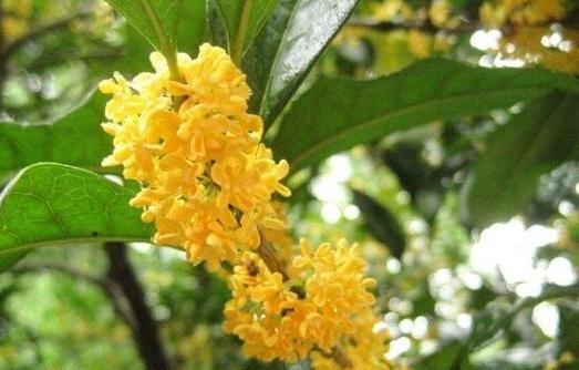 桂花的寓意和象征风水是什么？如何在家居风水中运用？