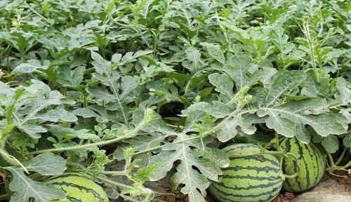 番茄属于被子植物吗？它的分类特征是什么？