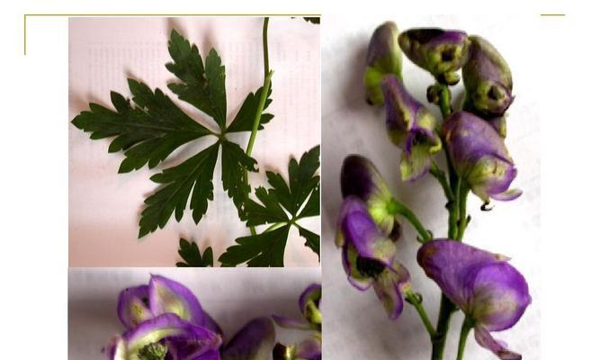番茄属于被子植物吗？它的分类特征是什么？