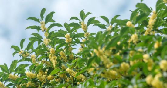桂花树象征什么？在风水中有哪些寓意？