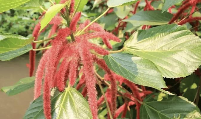 番茄是雌雄同株植物吗？如何识别番茄的性别特征？