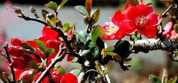 海棠花的花语是什么？它代表了哪些意义？