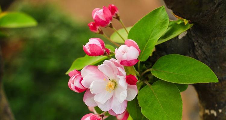 海棠花的花语是什么？它代表了哪些意义？