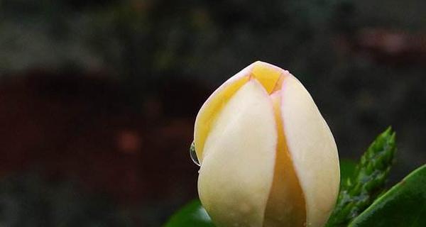 含笑花的风水寓意是什么？如何正确摆放含笑花？