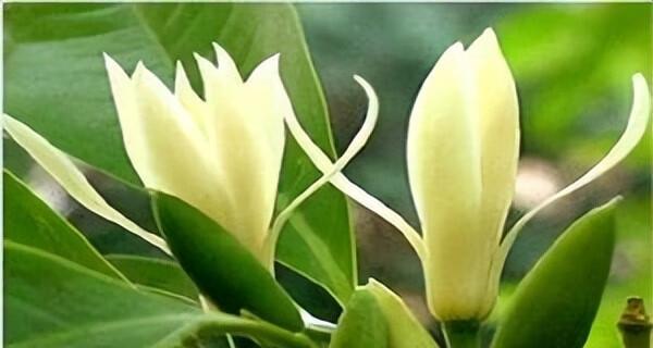 含笑花在风水中代表什么？它有哪些作用和效果？