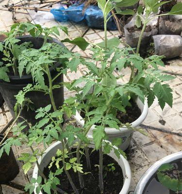 番茄几月份种植最合适？如何确保高产？