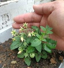 番茄适合什么季节种植？最佳种植时间是什么时候？