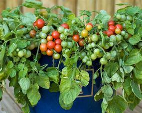 番茄适合什么季节种植？最佳种植时间是什么时候？