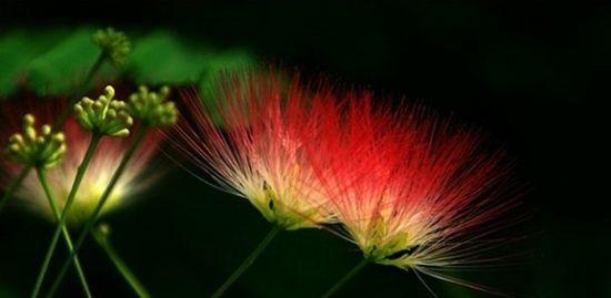 合欢花的花语代表什么？它的含义有哪些？
