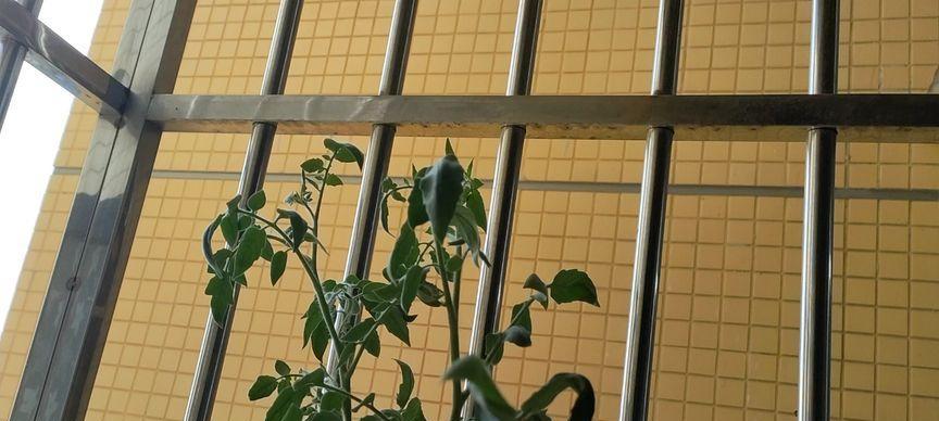 番茄不开花的原因是什么？如何解决？