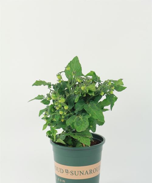 番茄需要每天浇水吗？如何正确进行水分管理？