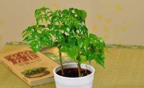和顺树风水作用是什么？和顺树寓意有哪些？
