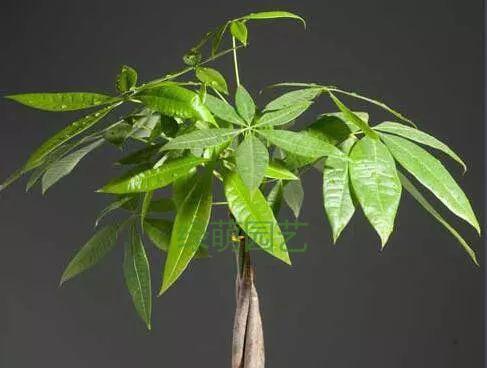 和顺树风水作用是什么？和顺树寓意有哪些？