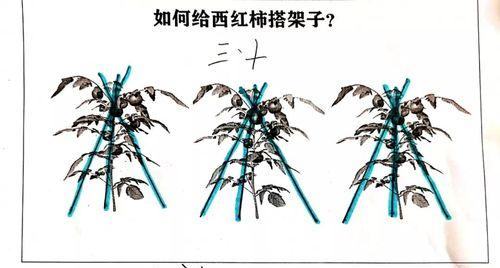 番茄怎么浇水？遵循哪些浇水原则与正确方法？