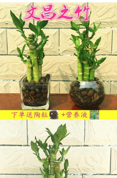 荷花竹在风水中代表什么？如何利用荷花竹提升家居风水？