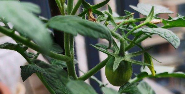 如何清洗番茄才能彻底去除残留农药？