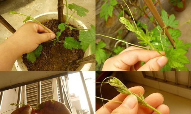 番茄摘心打顶的最佳时间是什么时候？具体操作步骤有哪些？