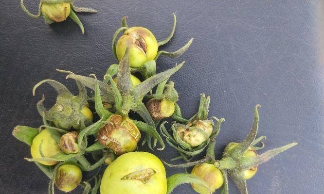番茄只开花不结果怎么办？如何促进番茄结果？