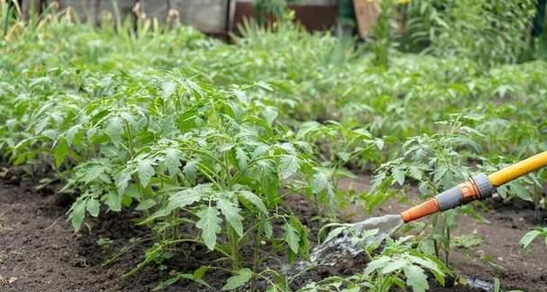 番茄种植的最佳时间和步骤是什么？常见问题有哪些？