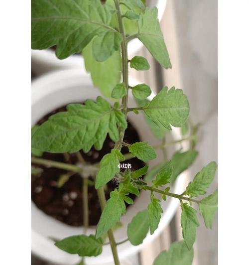 番茄种子发芽需要多长时间？如何加速发芽过程？