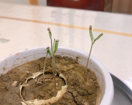番茄种子发芽需要多长时间？如何加速发芽过程？