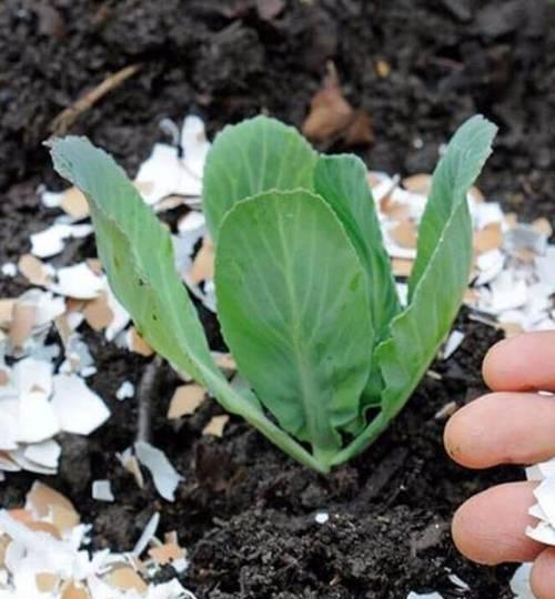 番茄种子是怎么来的？种植前需要了解的来源知识？