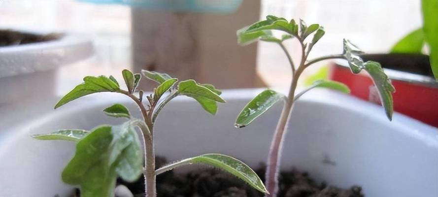 番茄种子是怎么来的？种植前需要了解的来源知识？