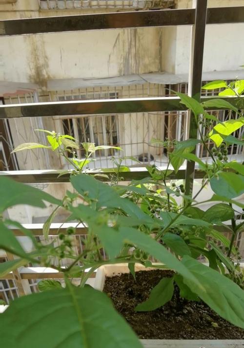 番茄种子是怎么来的？种植前需要了解的来源知识？