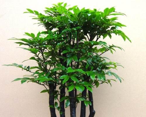 黑骨茶盆景的风水寓意是什么？最佳摆放位置在哪里？