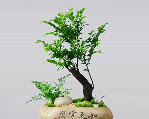黑骨茶盆景的风水寓意是什么？最佳摆放位置在哪里？