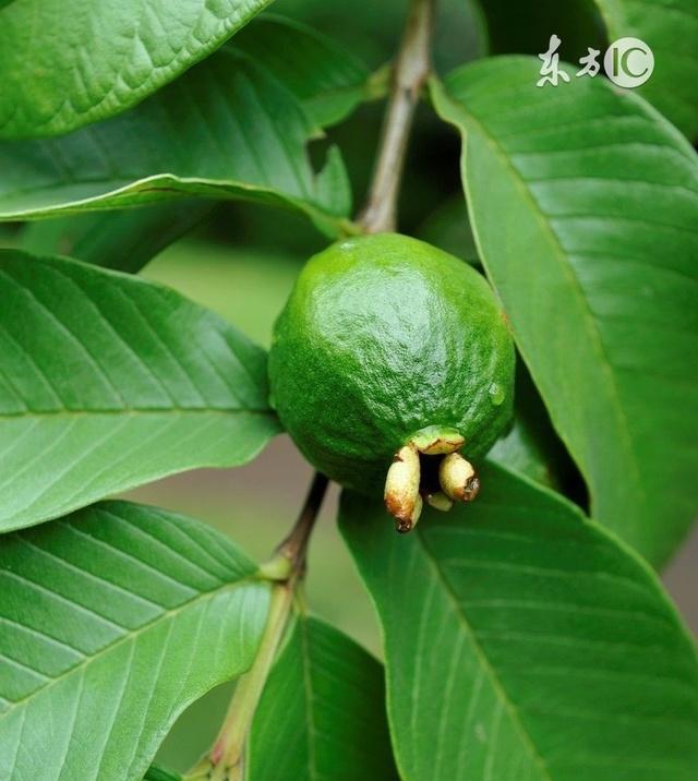 番石榴几年结果实？种植后多久能收获果实？