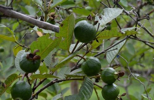 番石榴几年结果实？种植后多久能收获果实？
