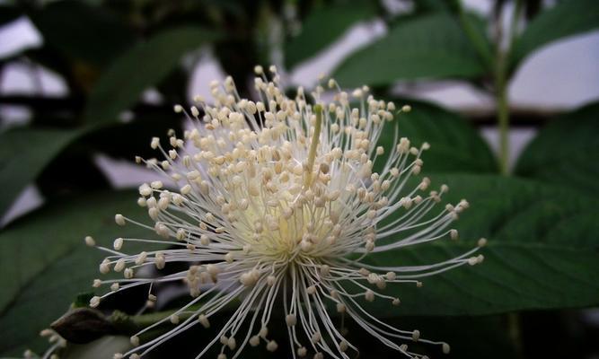 番石榴什么时候开花结果？季节对开花结果有何影响？