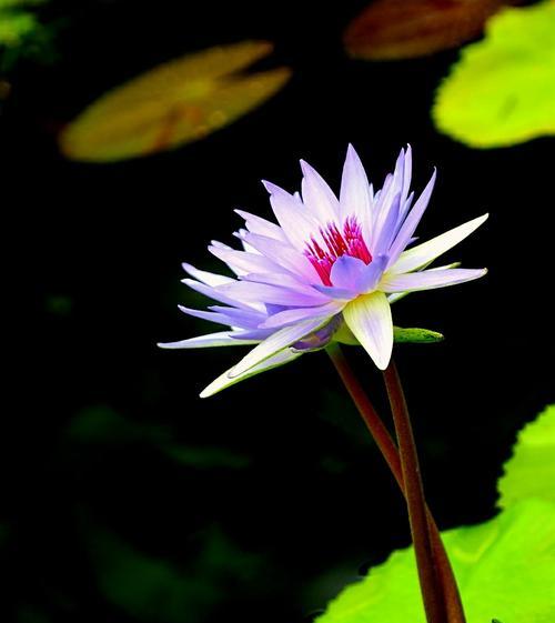 黑色莲花象征意义是什么？黑色莲花代表的含义有哪些？