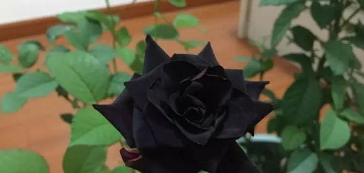 黑色玫瑰的花语代表什么含义？购买时需要注意哪些事项？