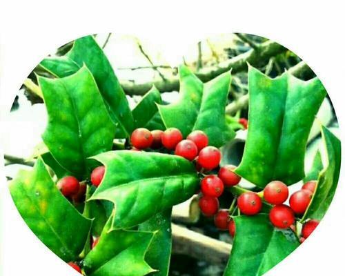 红豆开花的寓意和花语是什么？象征意义有哪些？