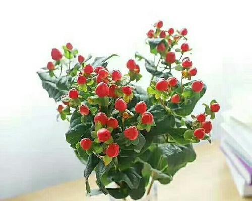 红果的花语是什么？红果寓意有哪些常见问题？