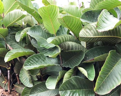 番石榴籽可以种吗？如何正确种植番石榴籽？