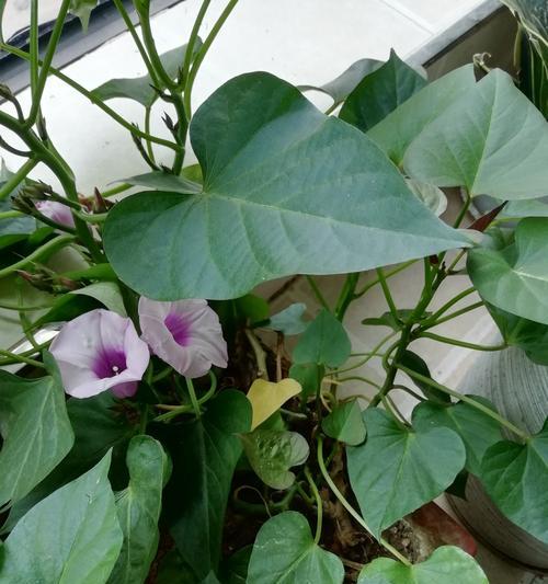 番薯会开花吗？属于开花植物吗？