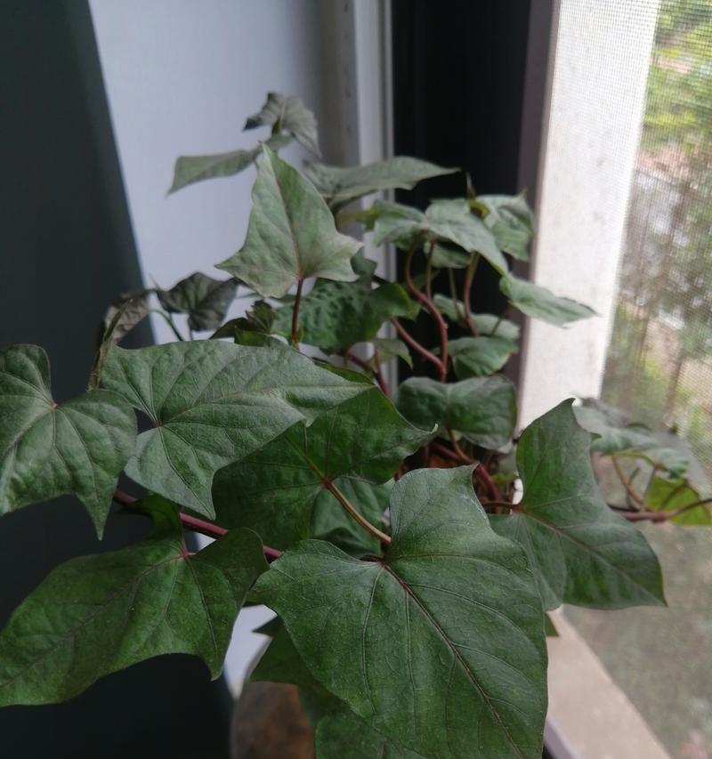 番薯什么时候成熟？不同品种的成熟时间有差异吗？