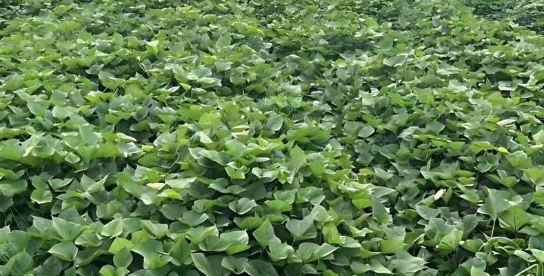 番薯的最佳种植时间是什么时候？春季还是秋季？