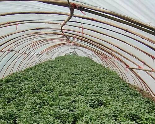 番薯的最佳种植时间是什么时候？春季还是秋季？