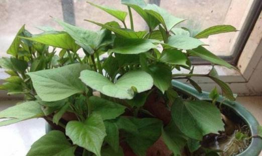 番薯的最佳种植时间是什么时候？种植番薯需要注意哪些问题？