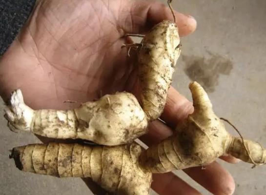 番薯属于块根还是块茎？如何区分块根和块茎植物？