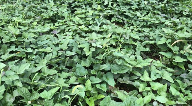 番薯属于块根还是块茎？如何区分块根和块茎植物？