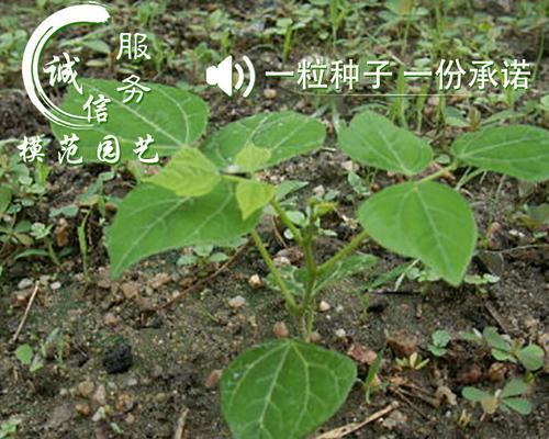 番薯属于种子植物吗？它们的繁殖方式是什么？