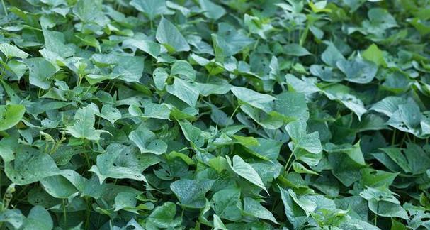番薯属于种子植物吗？它们的繁殖方式是什么？