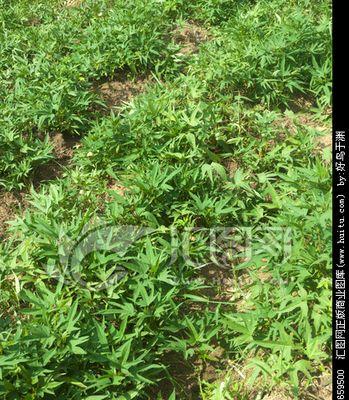 番薯有几种颜色？不同颜色的番薯有什么特点？